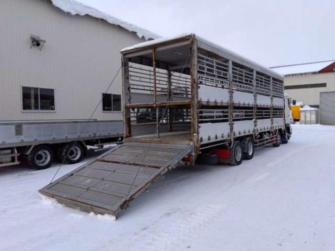 プロフィア家畜運搬車　BDG-FW1EXYG　 2WD 12910