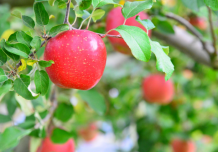 木に生る赤いリンゴ