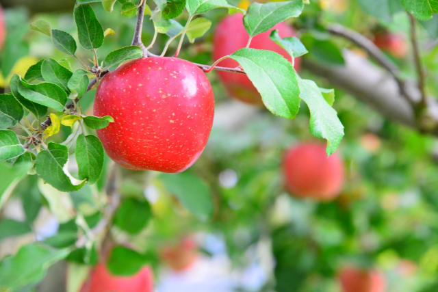 木に生る赤いリンゴ